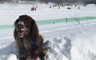 また雪降りましたね〜